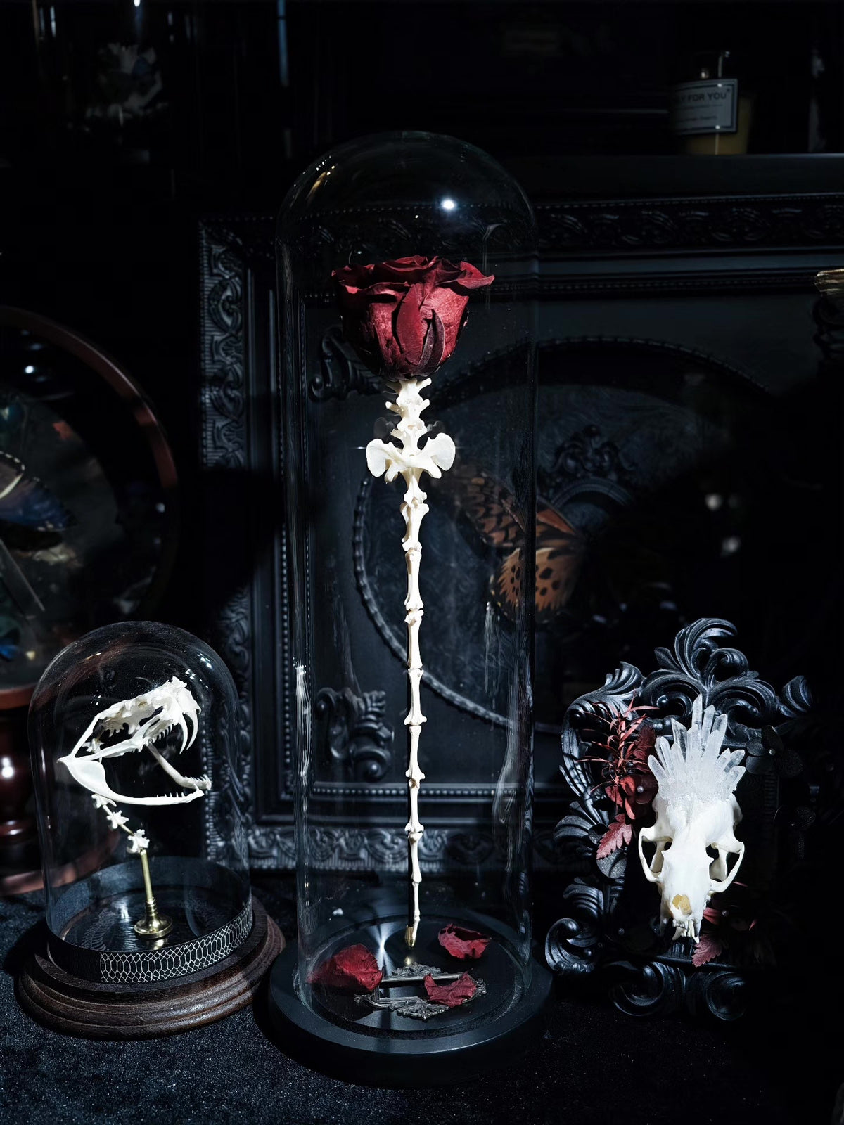 Gothic Rose Spine Specimen Dome