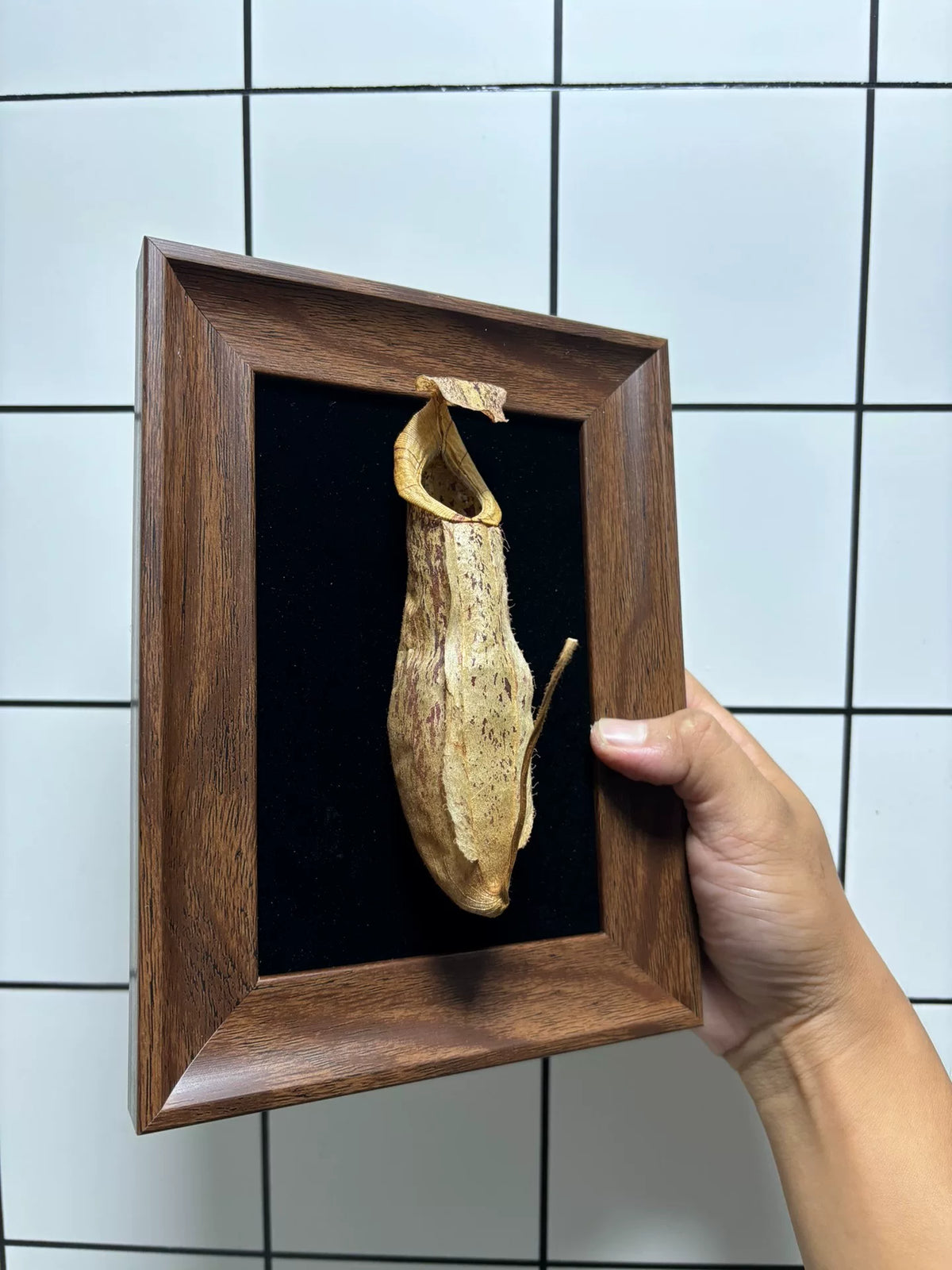 Espécimen de planta jarra con marco de madera y luz