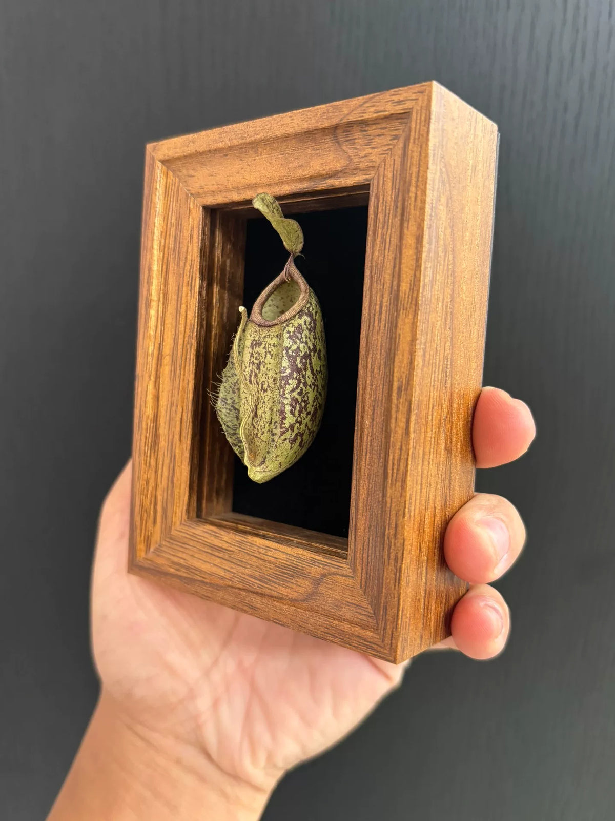 Imán de madera con ejemplar de planta carnívora seca