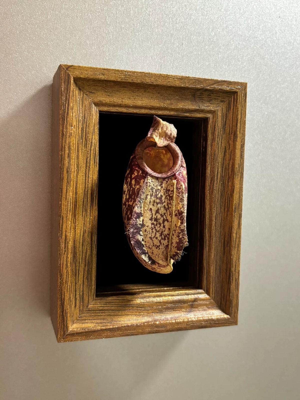Magnete de Moldura de Madeira de Espécime de Planta Jarra
