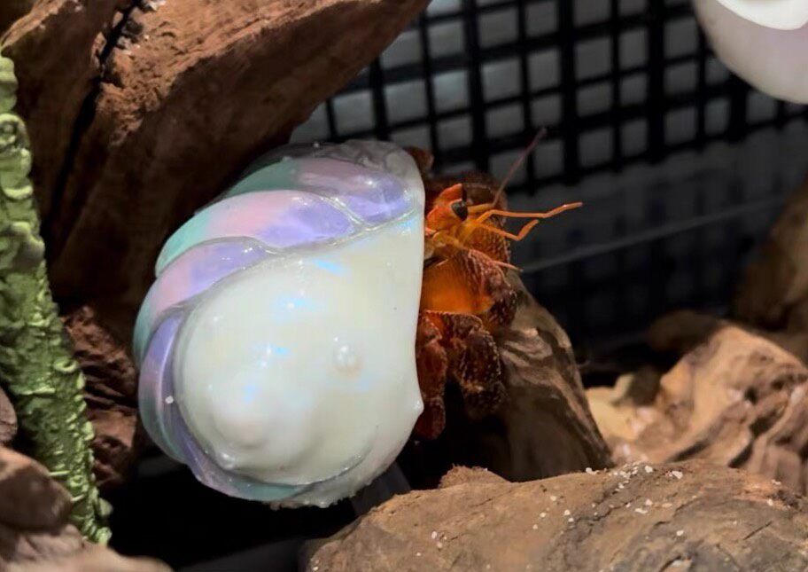 Hermit Crab Shell Iridescent Mermaid Tail