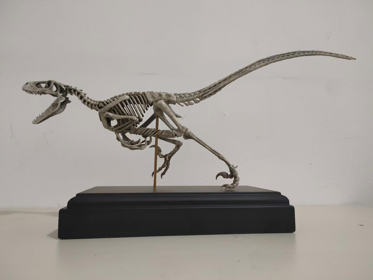 Velociraptor Skeleton Model Resin Fossil Display