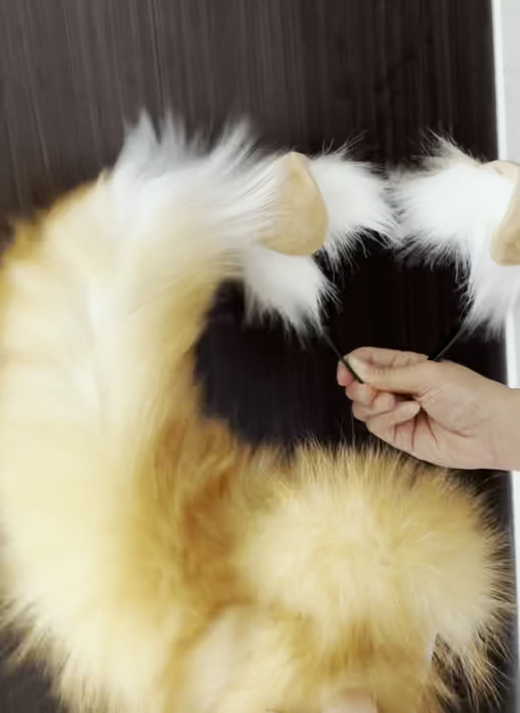 Ensemble cosplay canin animé avec oreilles et queue