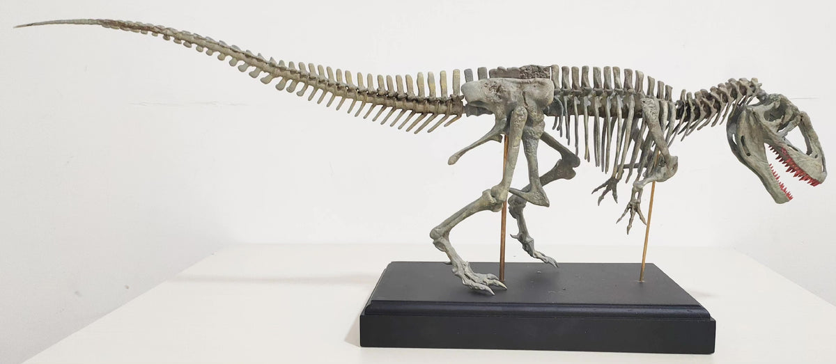 Carcharodontosaurus Fossil Skeleton Model 1/18 Scale