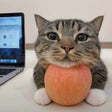 MissZhangKitty