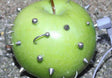 GreenAppleThreads