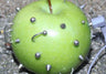 Logotipo de GreenAppleThreads