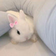 LumiBunnyCraft