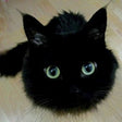 AuroraWhimsy