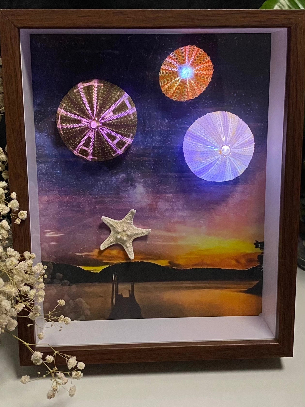 LED Lit Sea Urchin Shadow Box Frame