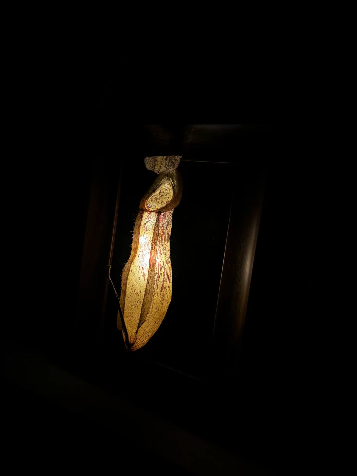 Espécimen de planta jarra con marco de madera y luz