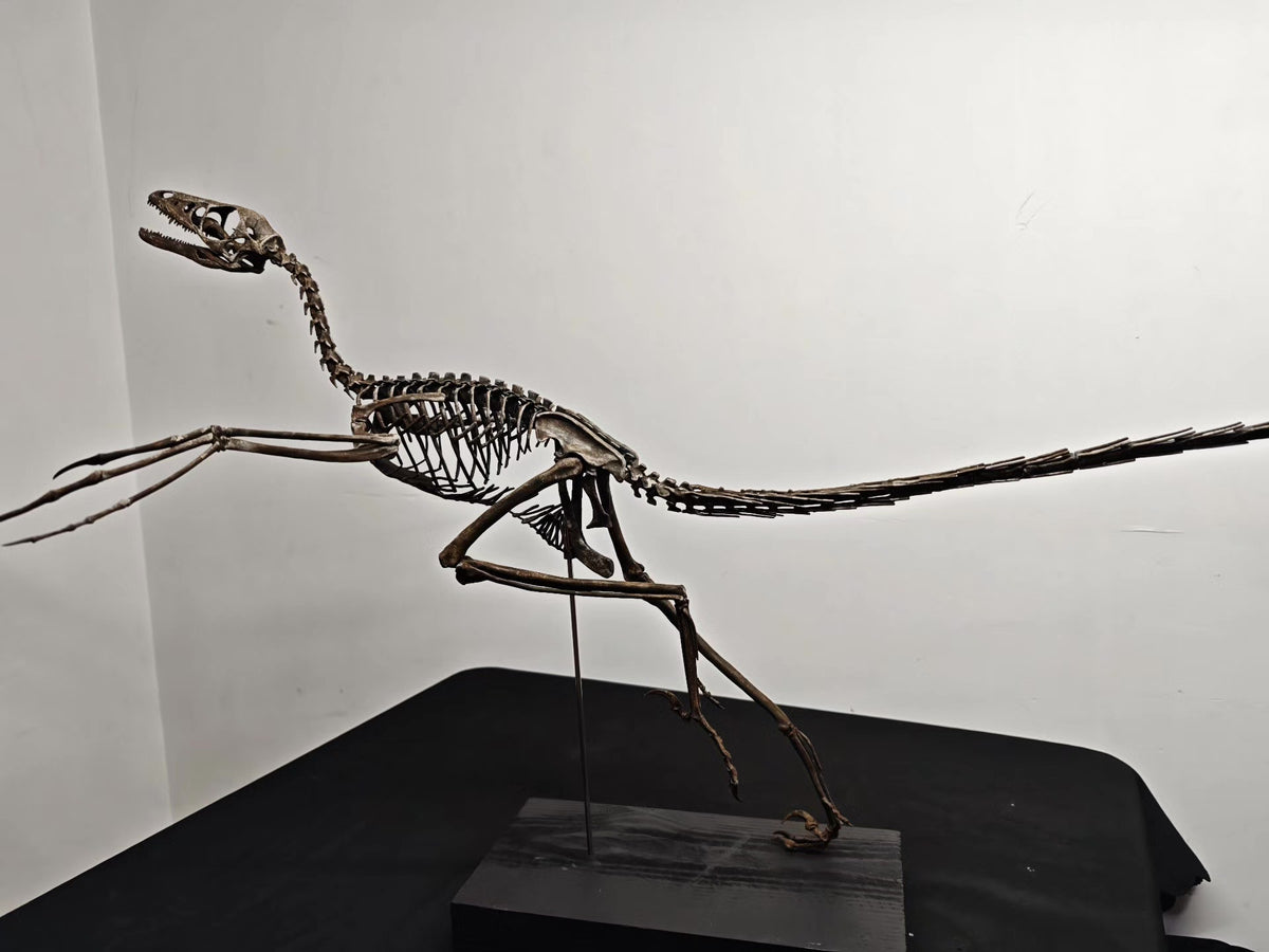 Microraptor Gui Skeleton Fossil Model Resin