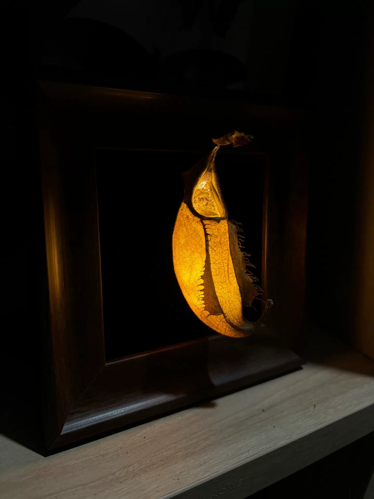 981614925264 - Image 3