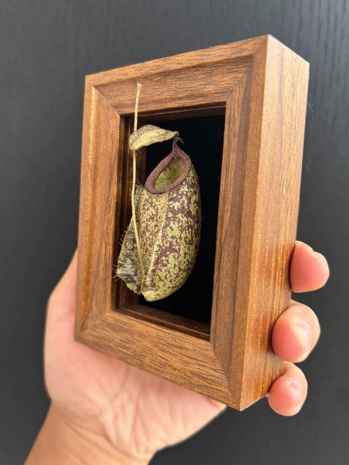 Imán de madera con ejemplar de planta carnívora seca