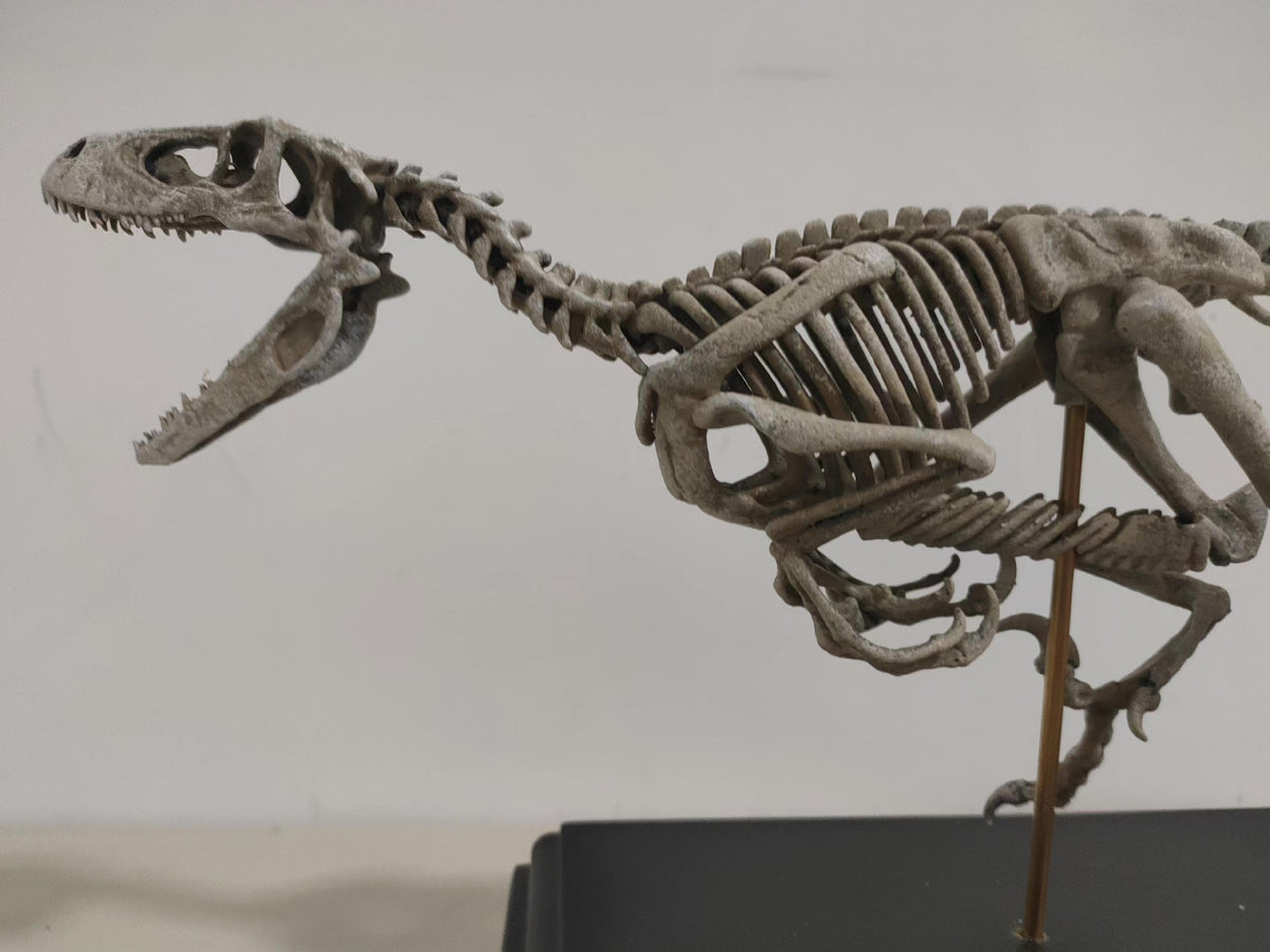 Velociraptor Skeleton Model Resin Fossil Display