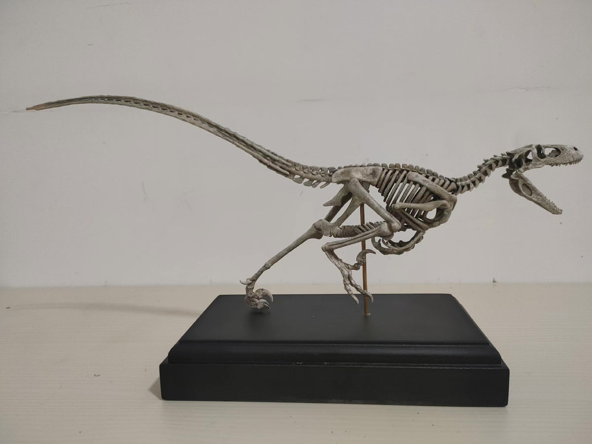 Velociraptor Skeleton Model Resin Fossil Display