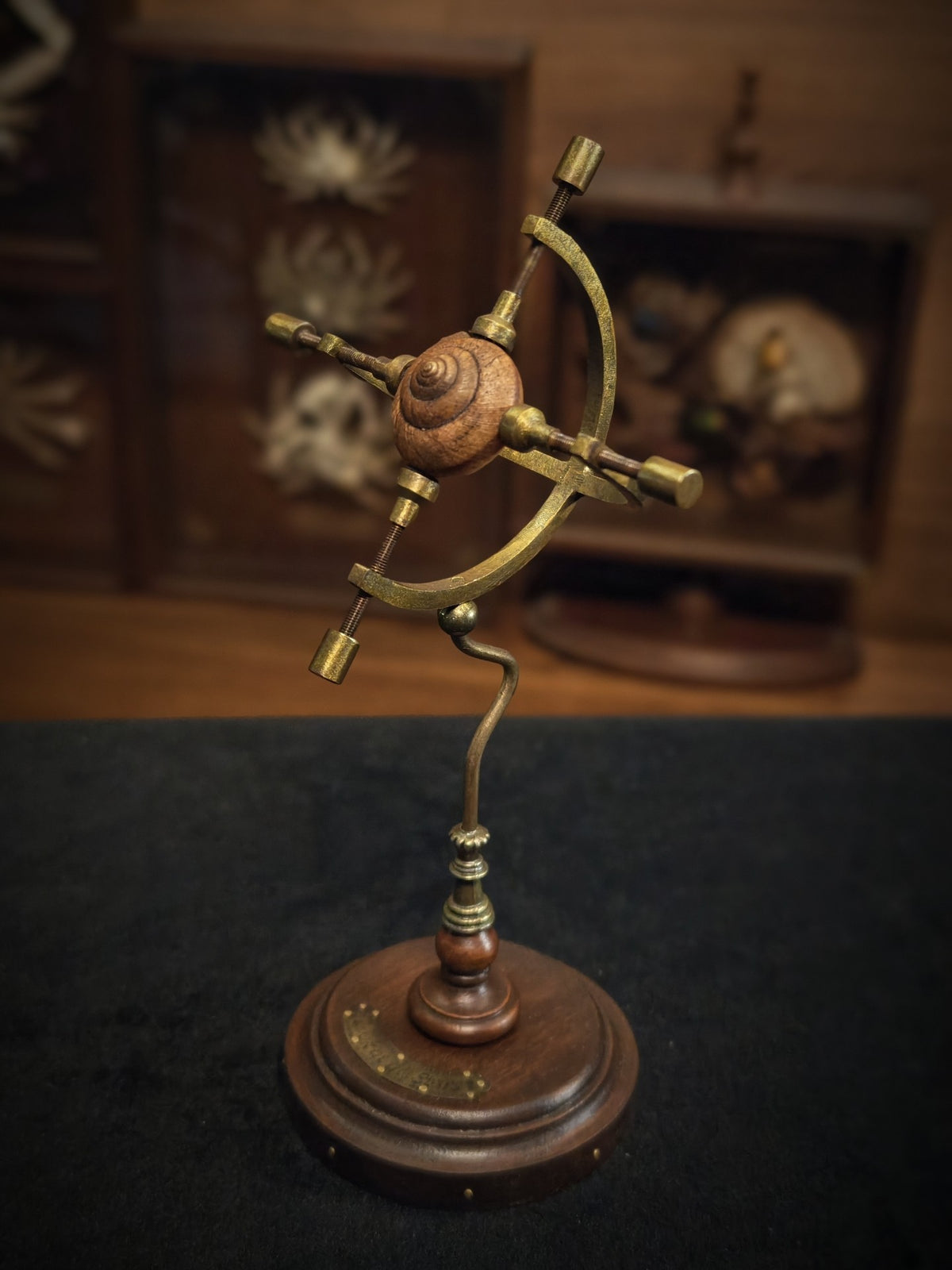 Brass Snail Shell Display Stand Wood Base