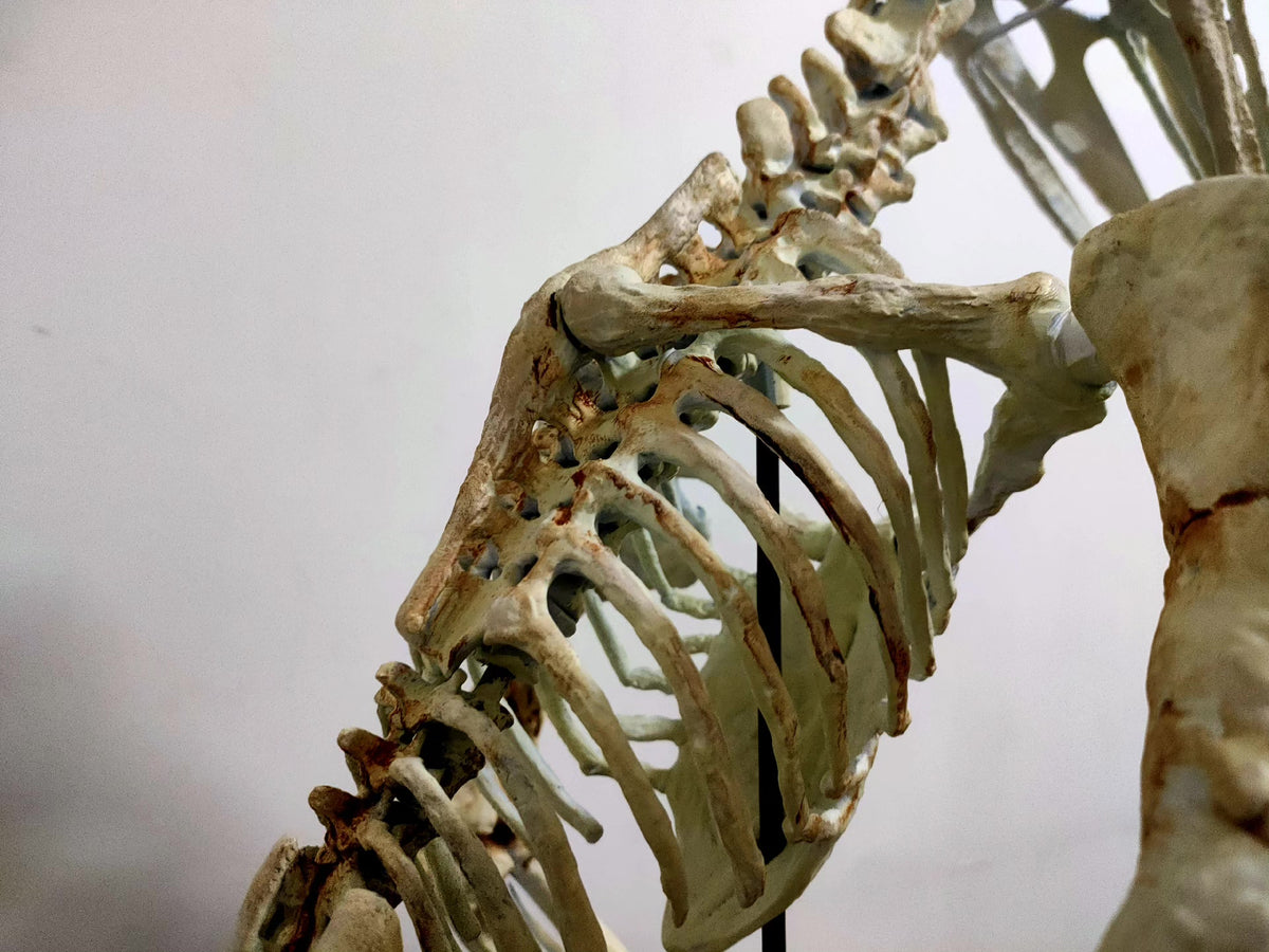 Thalassodromeus Full Skeleton Mount 80cm