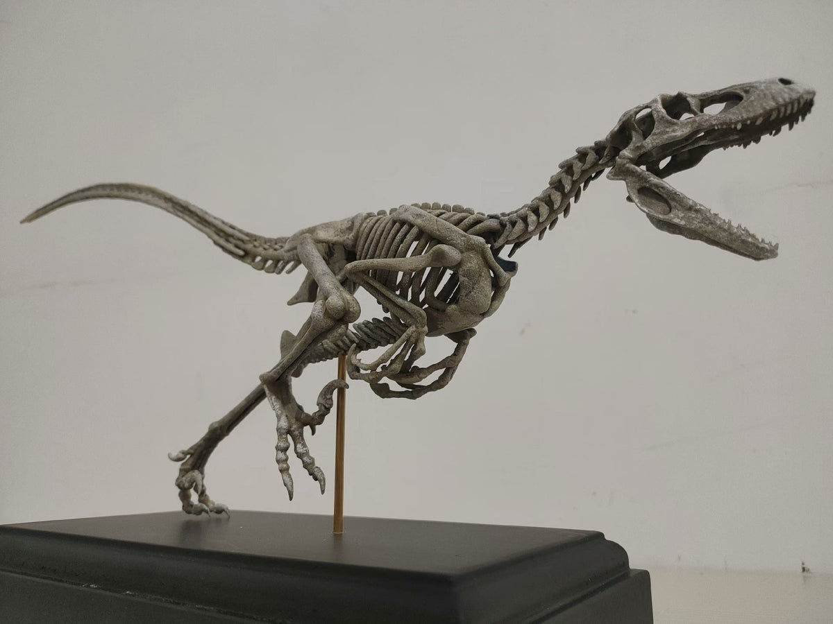 Velociraptor Skeleton Model Resin Fossil Display