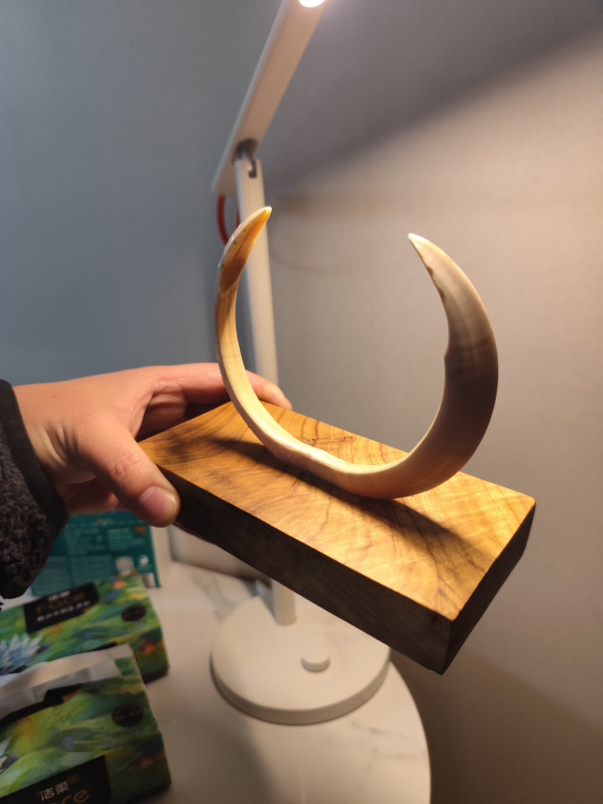 Wild Boar Tusk Golden Phoebe Wood Sculpture
