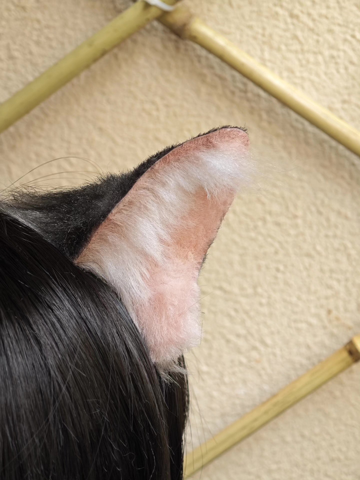 Handcrafted Tabby Cat Ears on Black Bob Wig - Realistic Style