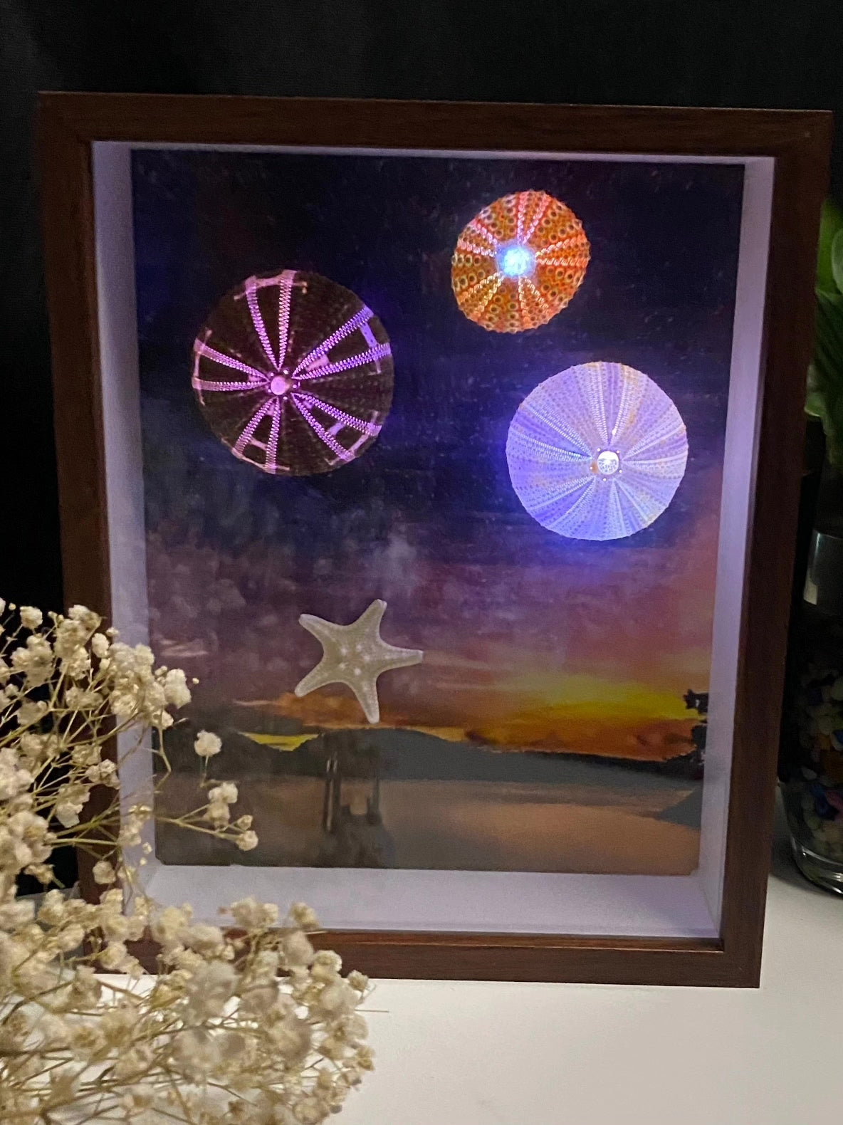 LED Lit Sea Urchin Shadow Box Frame