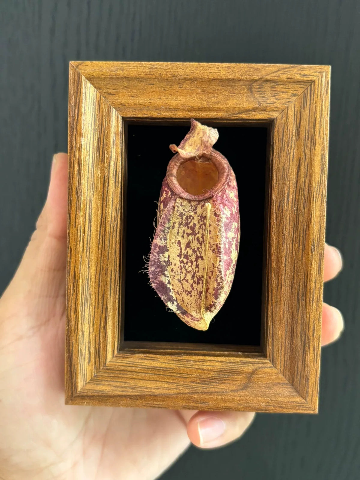 Magnete de Moldura de Madeira de Espécime de Planta Jarra