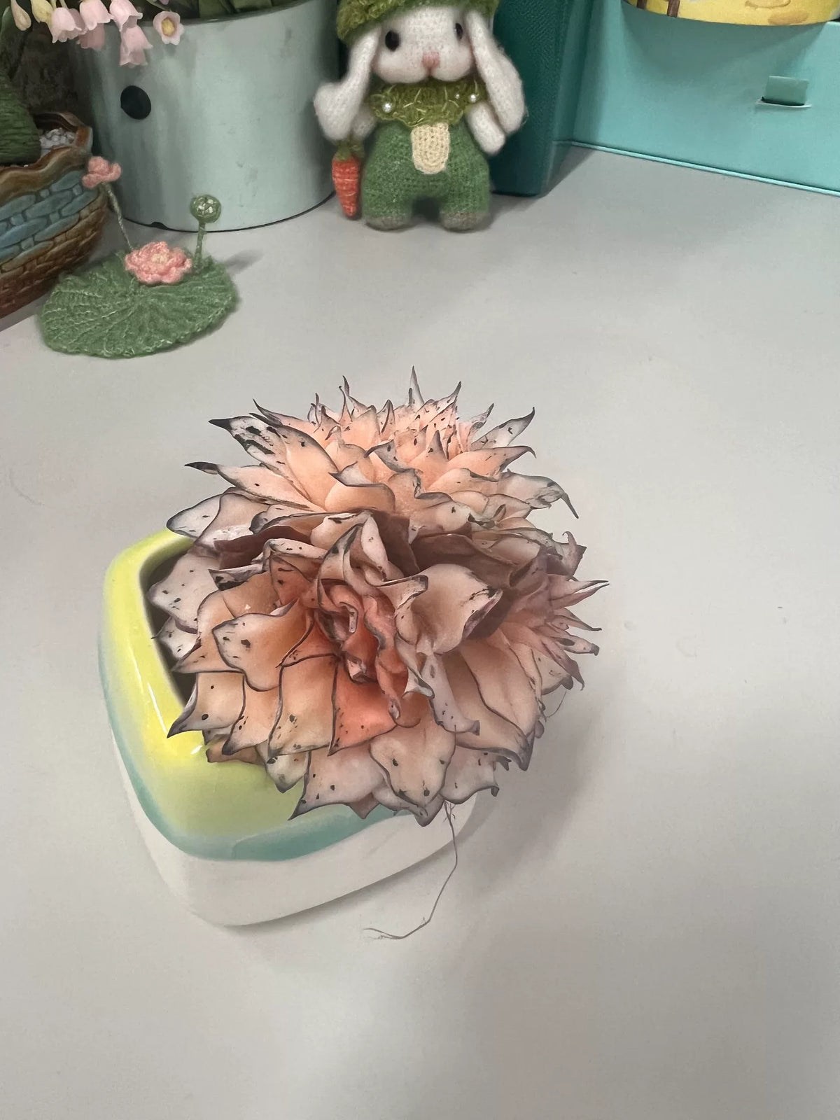 Succulenta Echeveria Crestata in Argilla di Resina e Vaso in Ceramica
