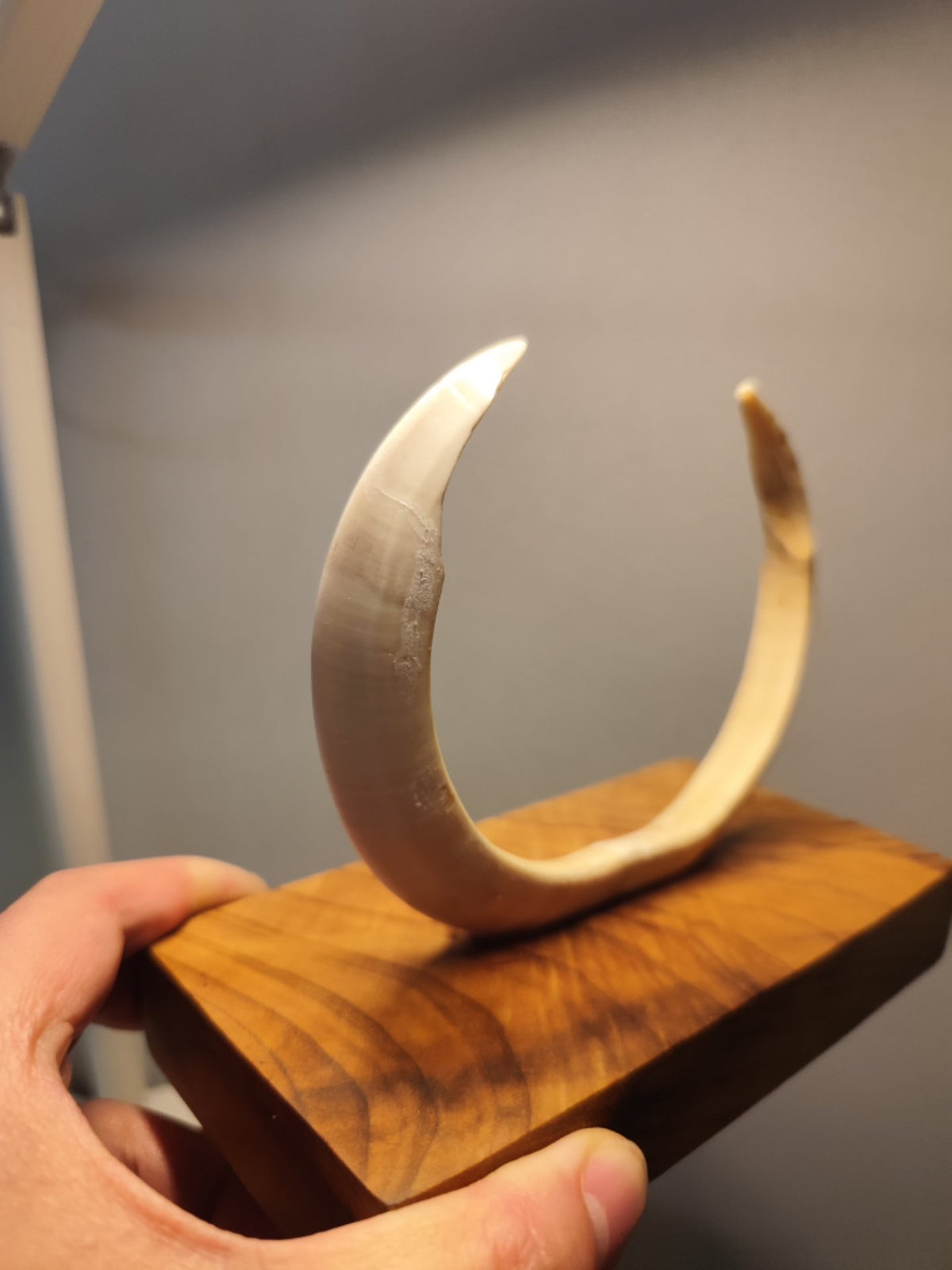 Wild Boar Tusk Golden Phoebe Wood Sculpture