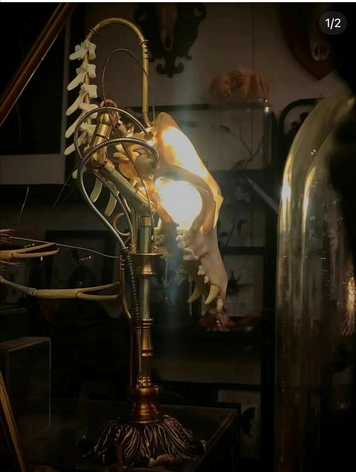 Mechanical Bone Lamp with Brass Vertebrae Base