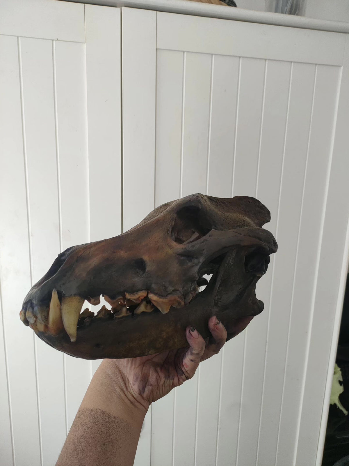 Dire Wolf Skull Model Resin Replica