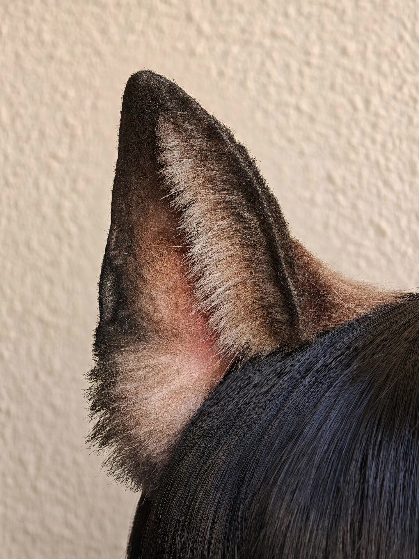 Handmade German Shepherd Rounded Ears, 9cm Height, Gradient Black-to-Brown Faux Fur