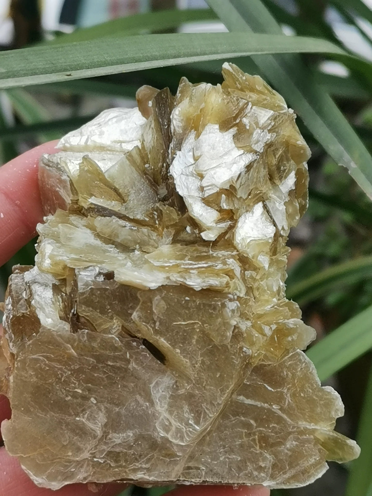 Golden Mica Raw Crystal Specimen 194.67g