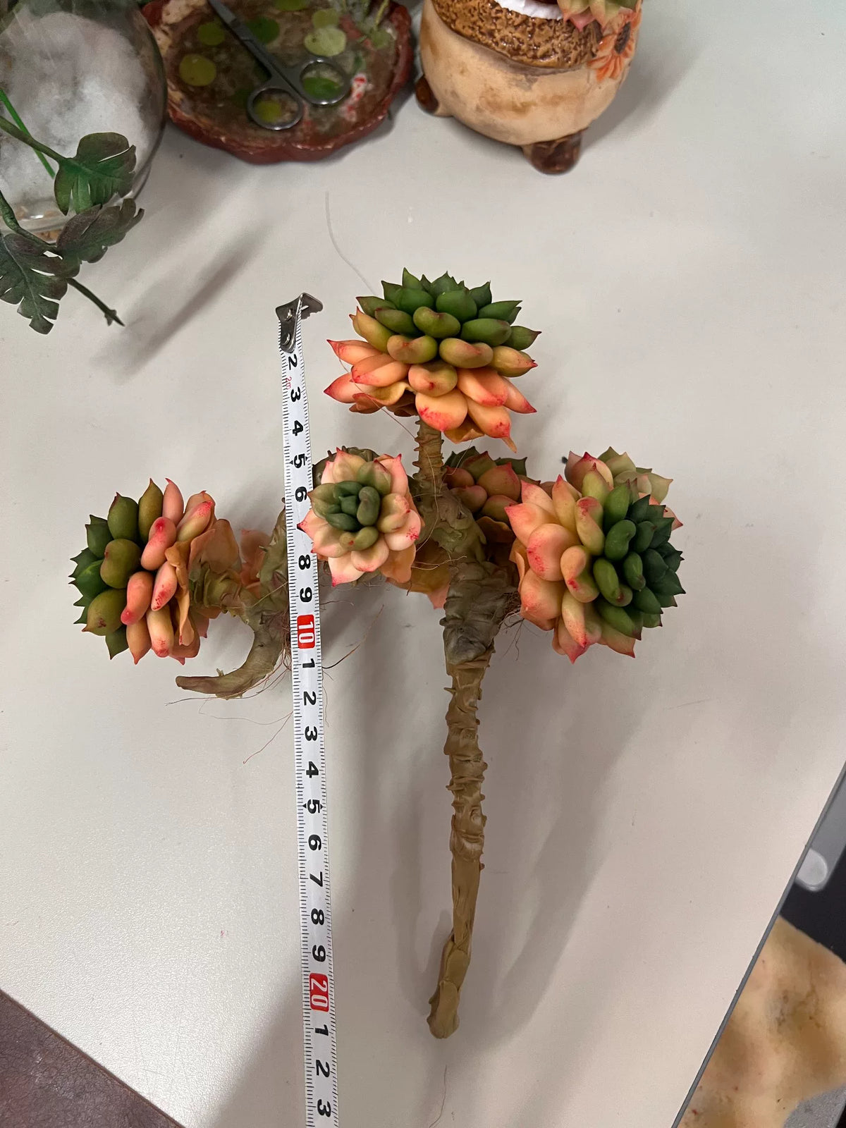 Succulenta in Argilla di Resina con Sette Rossette