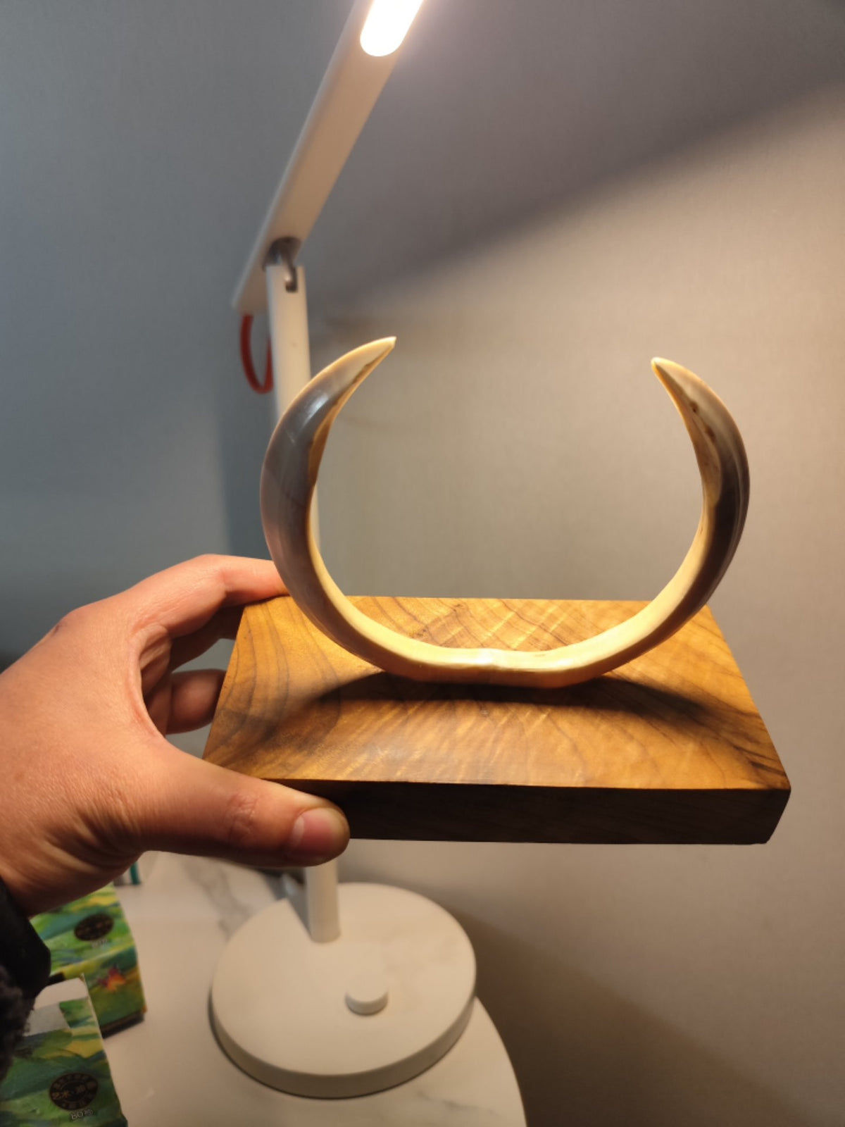 Wild Boar Tusk Golden Phoebe Wood Sculpture