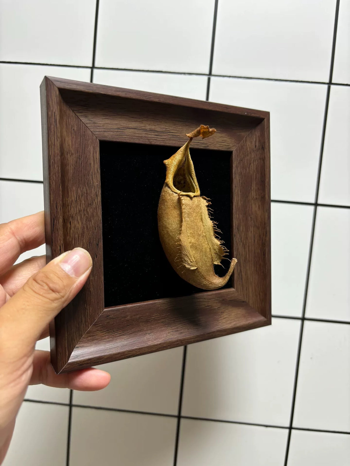 Lampe de spécimen Nepenthes Veitchii encadrée