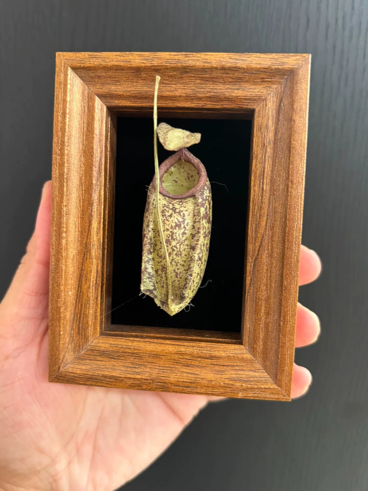 Imán de madera con ejemplar de planta carnívora seca