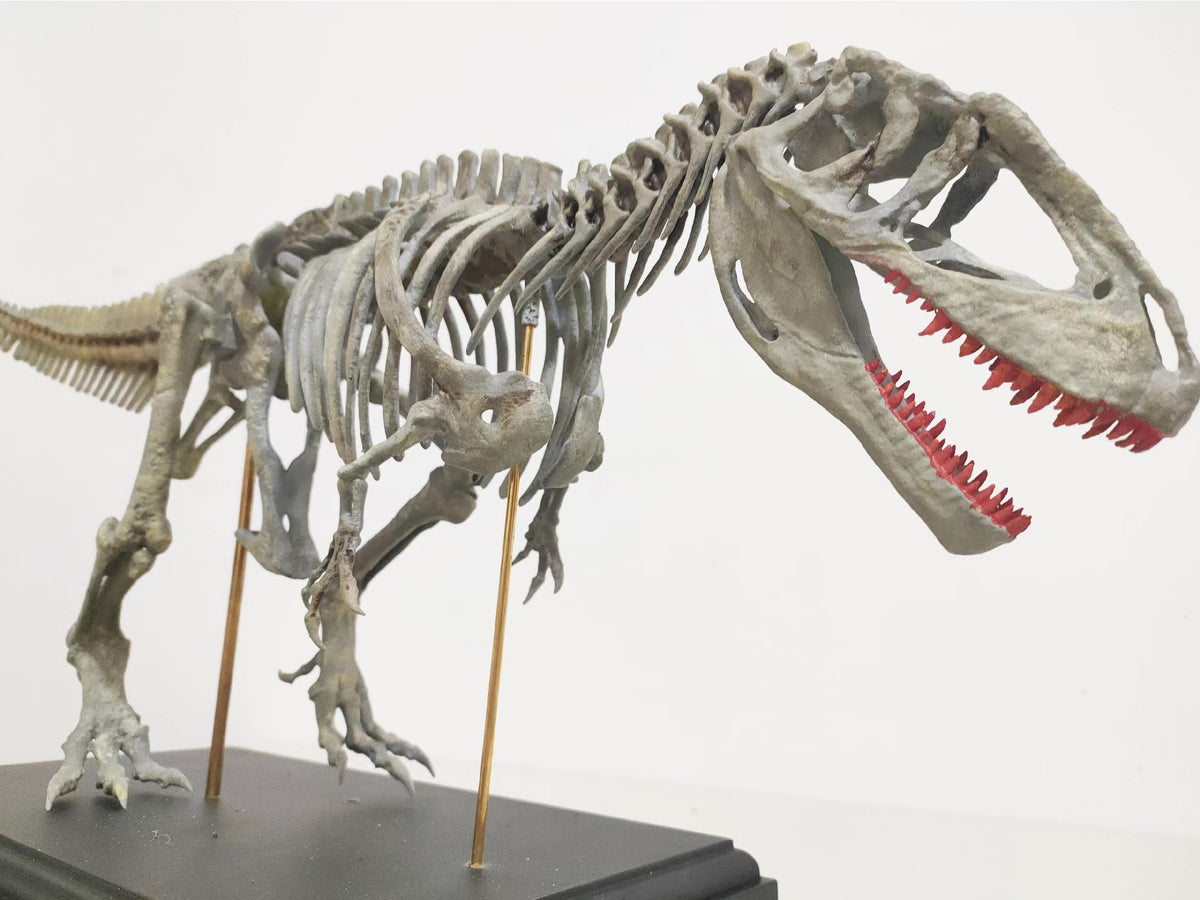 Carcharodontosaurus Fossil Skeleton Model 1/18 Scale