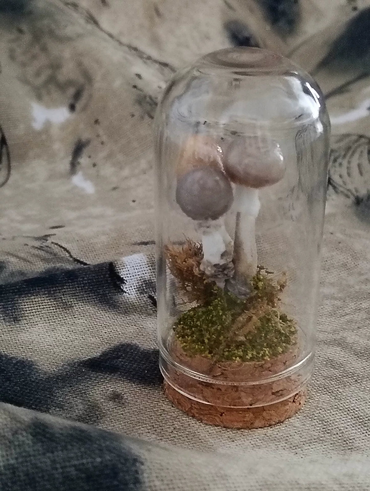 Scena di Funghi Artigianale in Campana di Vetro