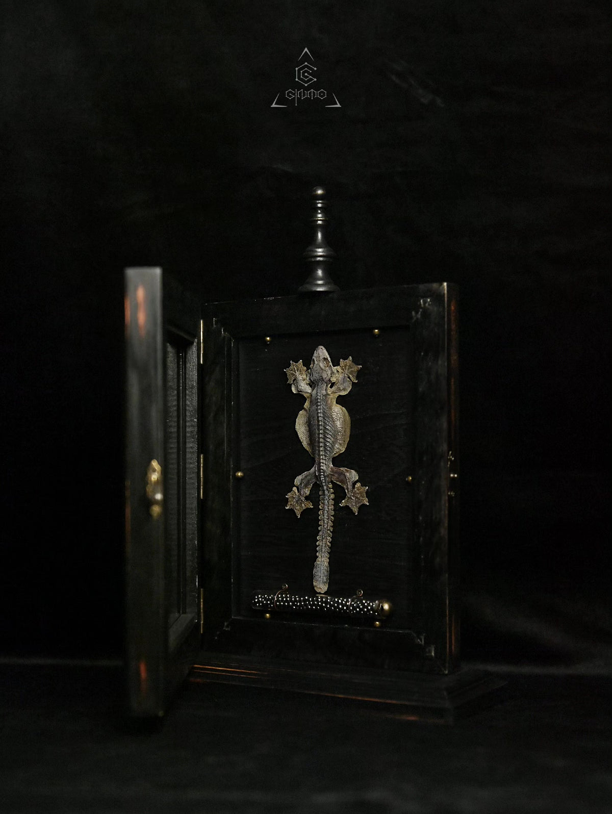 Wood Display Case with Kuhli Gecko Specimen
