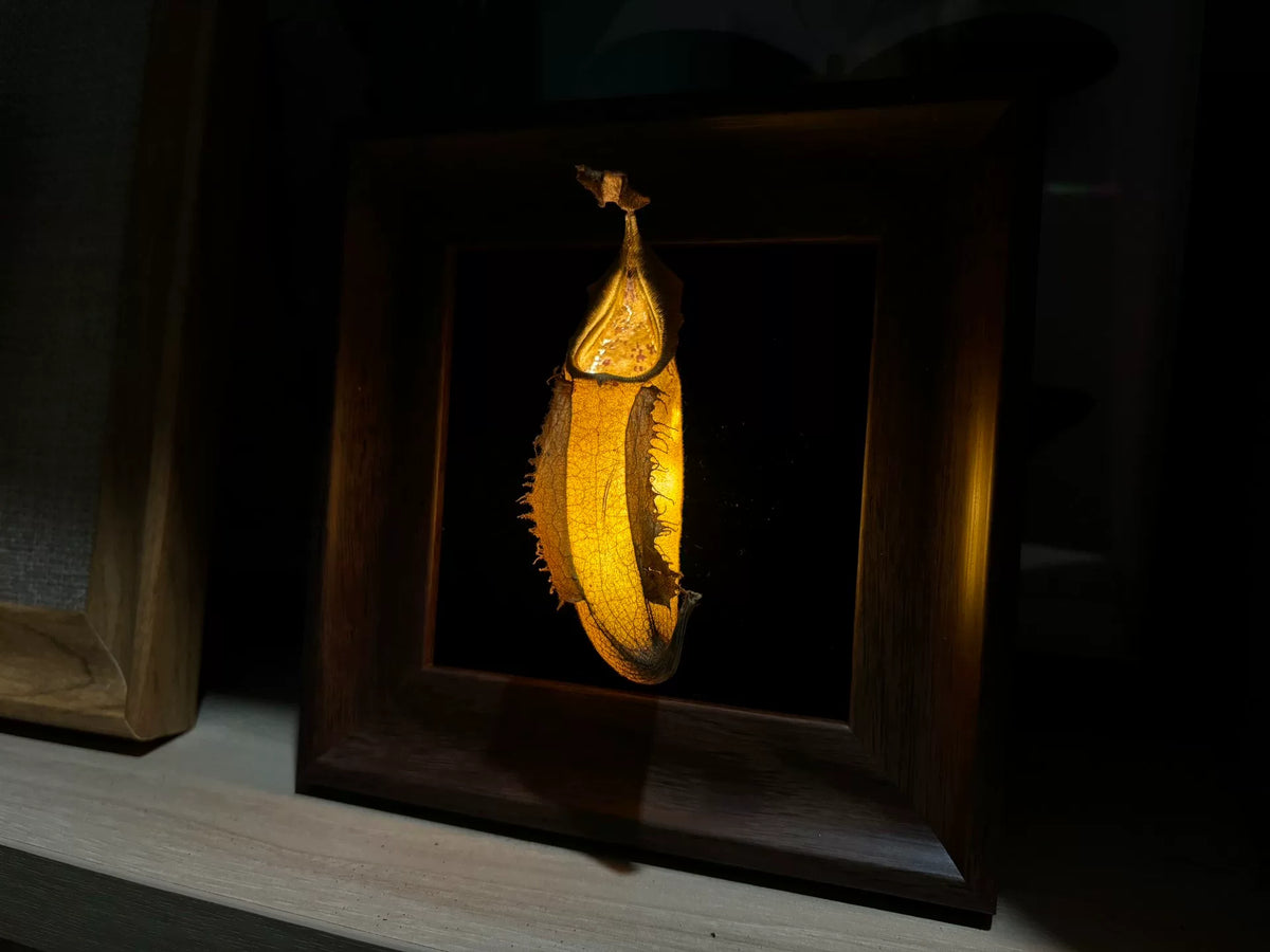 Lampe de spécimen Nepenthes Veitchii encadrée