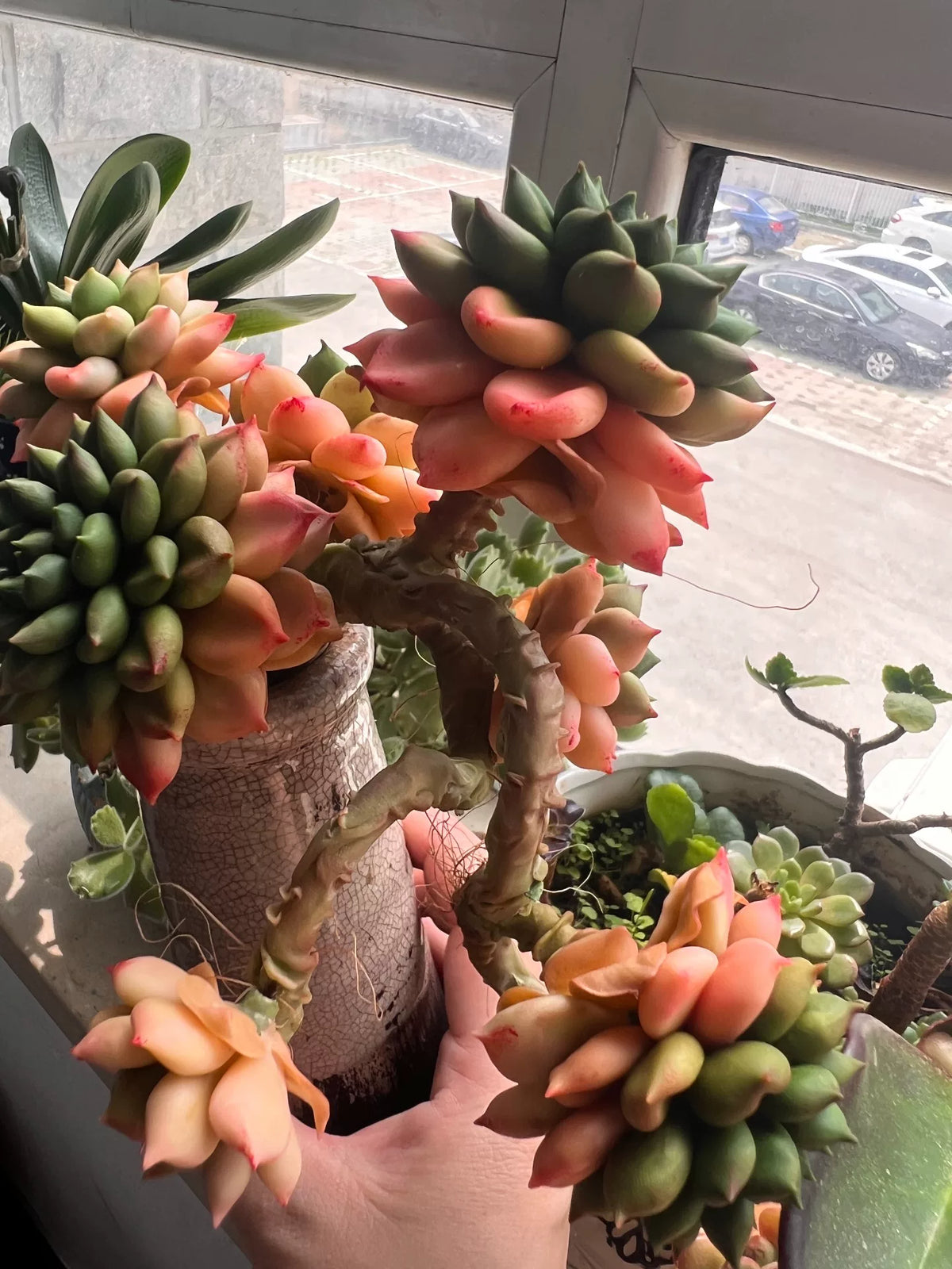 Succulenta in Argilla di Resina con Sette Rossette