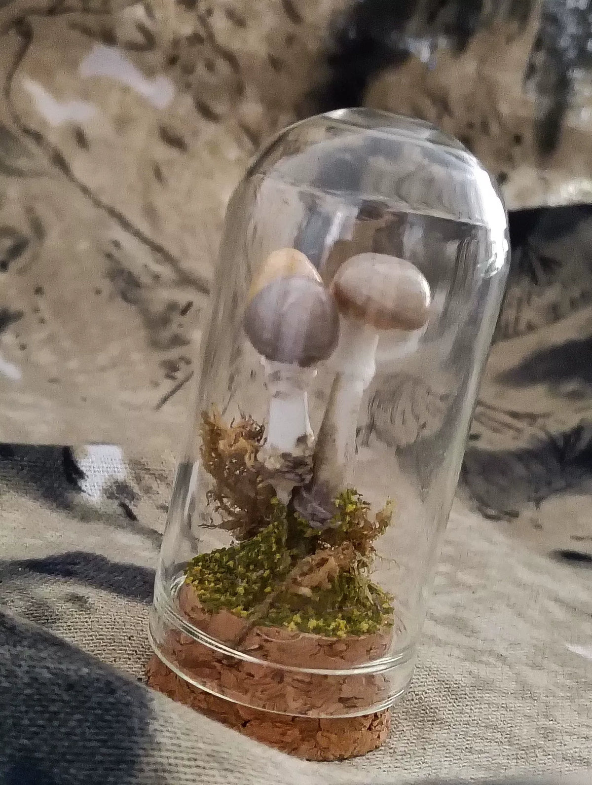 Scena di Funghi Artigianale in Campana di Vetro