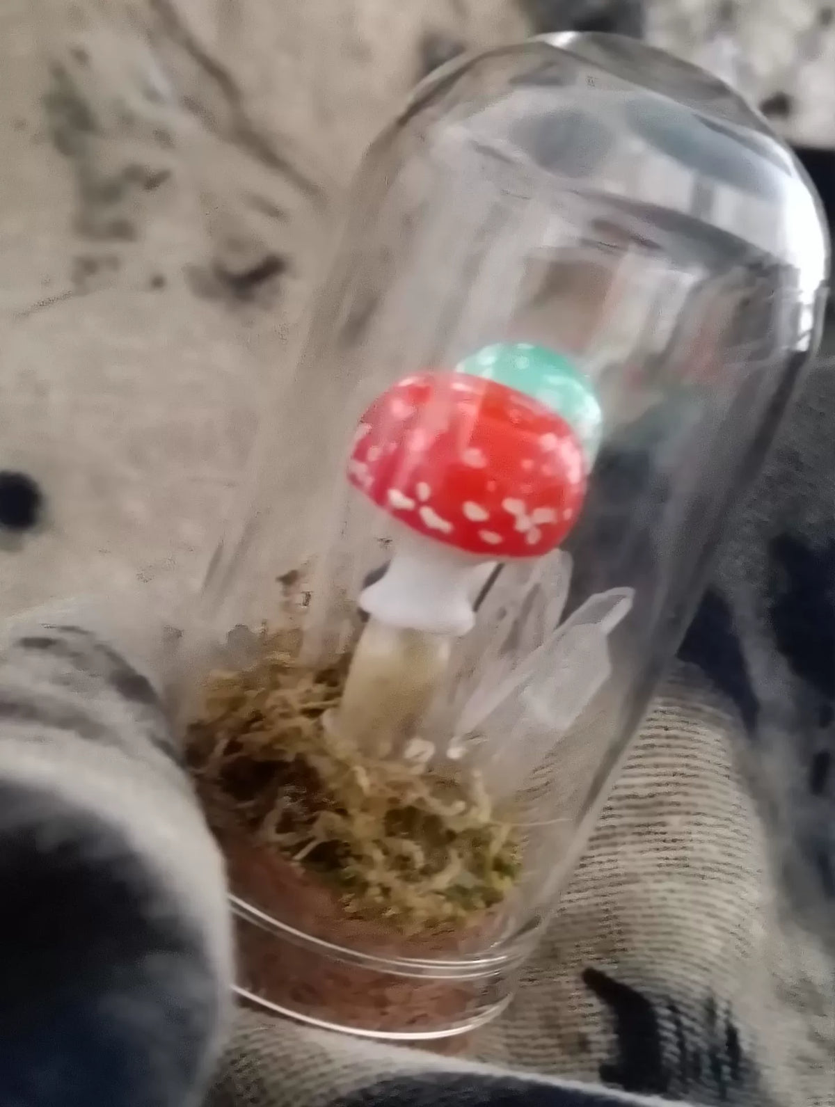Terrario con funghi fatto a mano in cupola di vetro