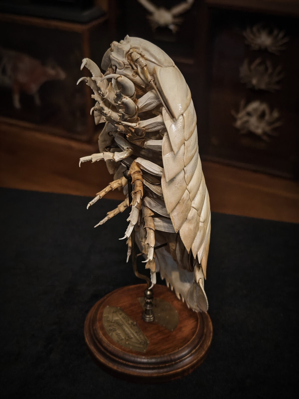 Giant Isopod Specimen Glass Dome Display