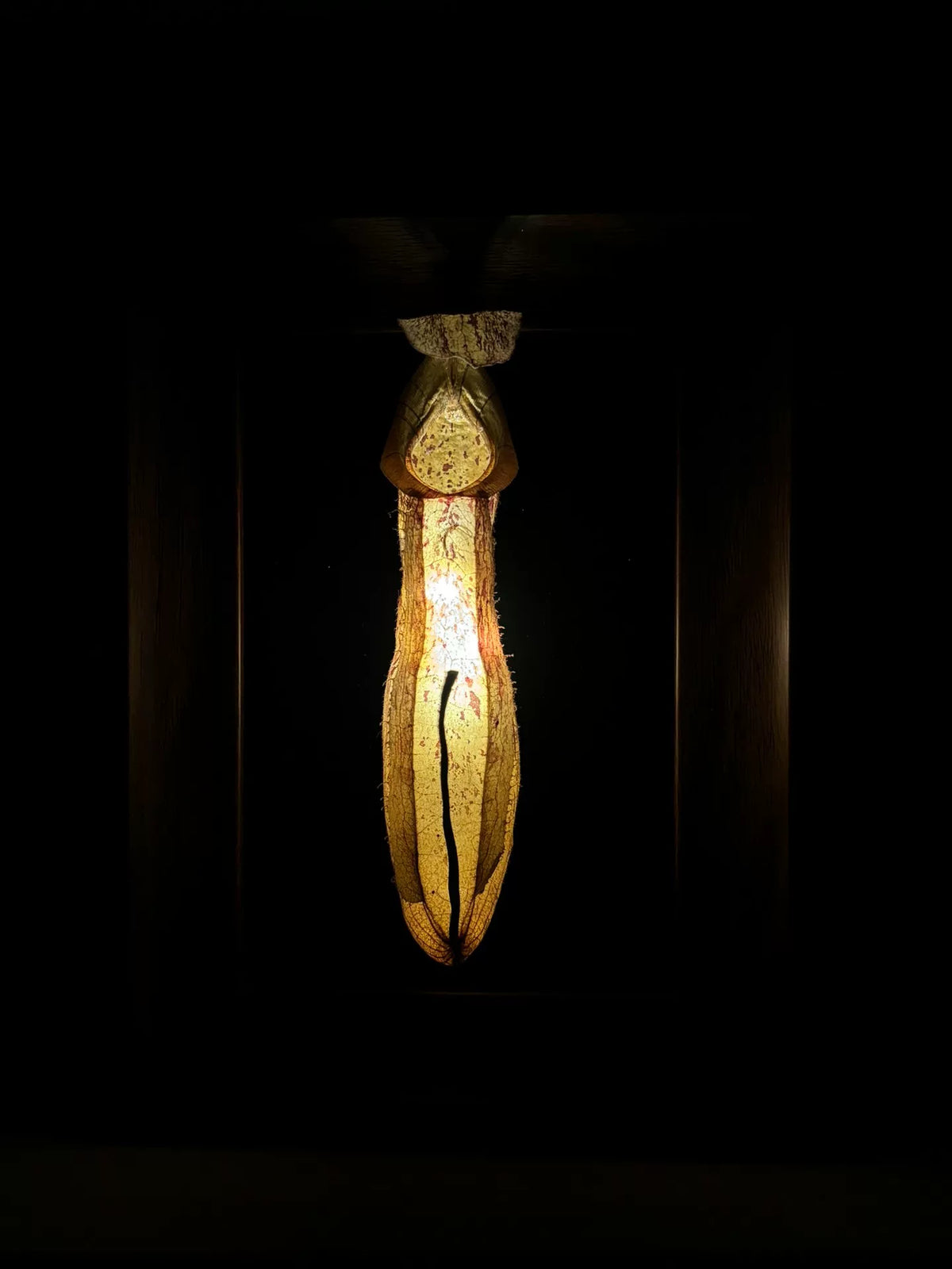 Espécimen de planta jarra con marco de madera y luz