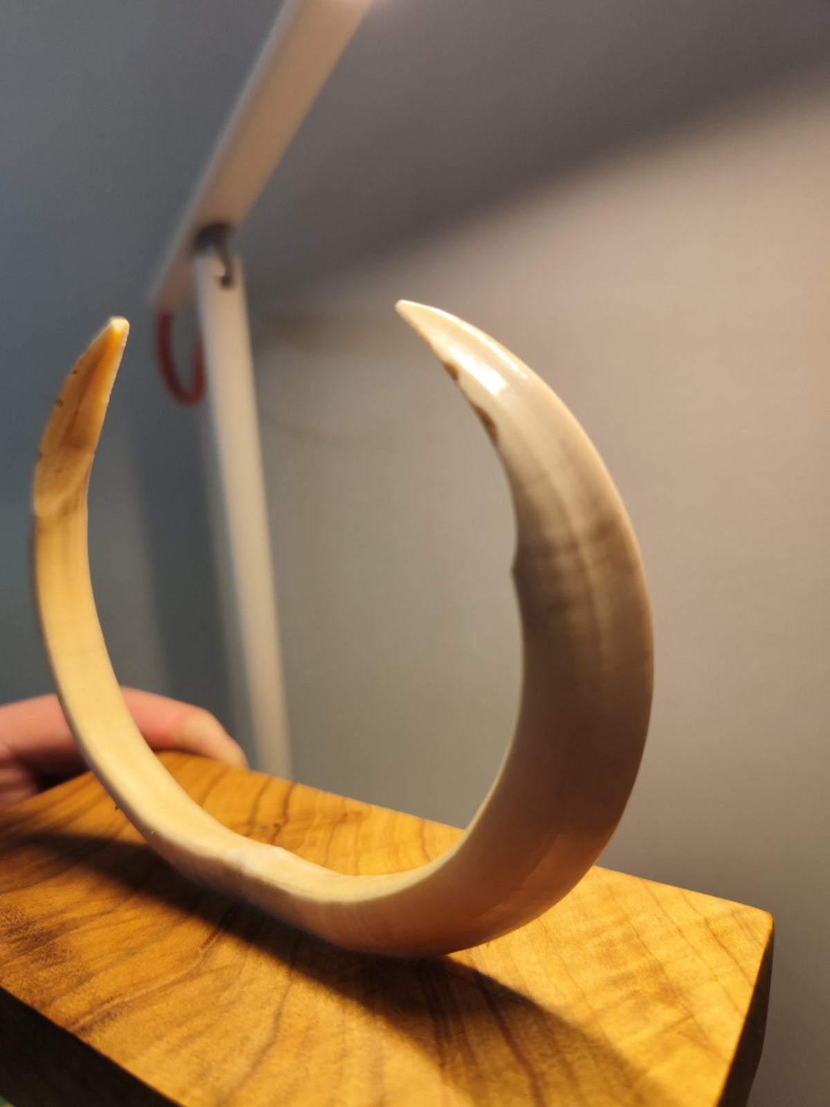 Wild Boar Tusk Golden Phoebe Wood Sculpture