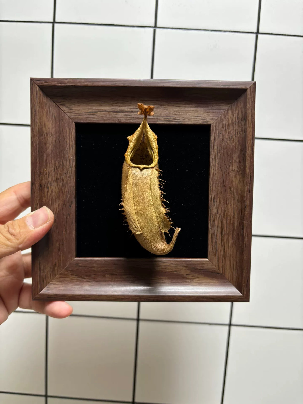 Lampe de spécimen Nepenthes Veitchii encadrée
