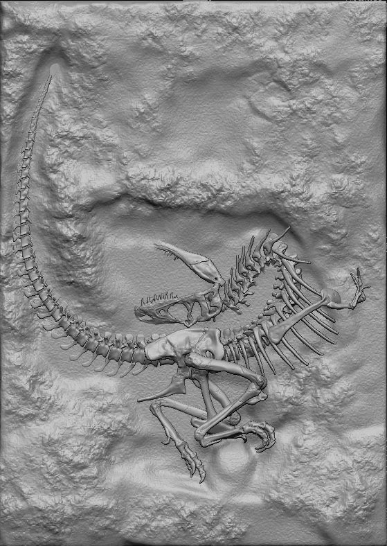 Gorgonopsid 1 18 Scale Skeleton Model