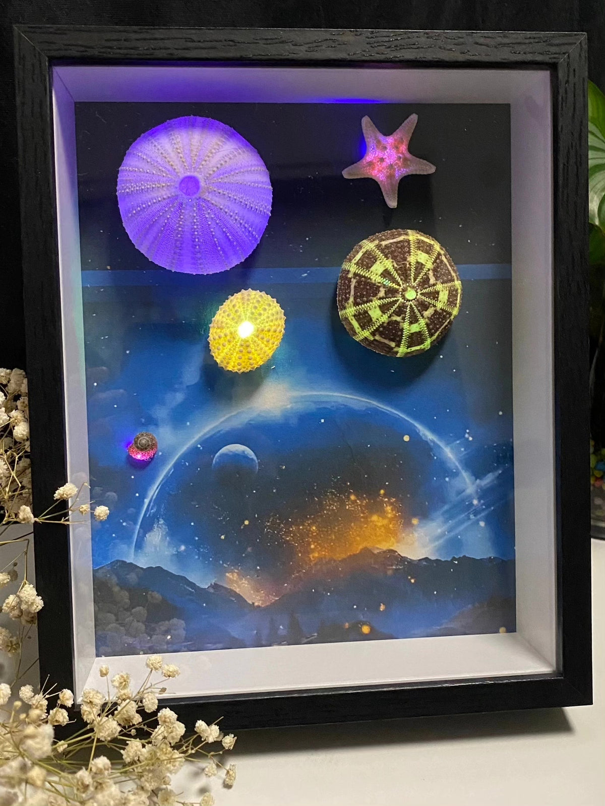 Sea Urchin LED Shadow Box Frame